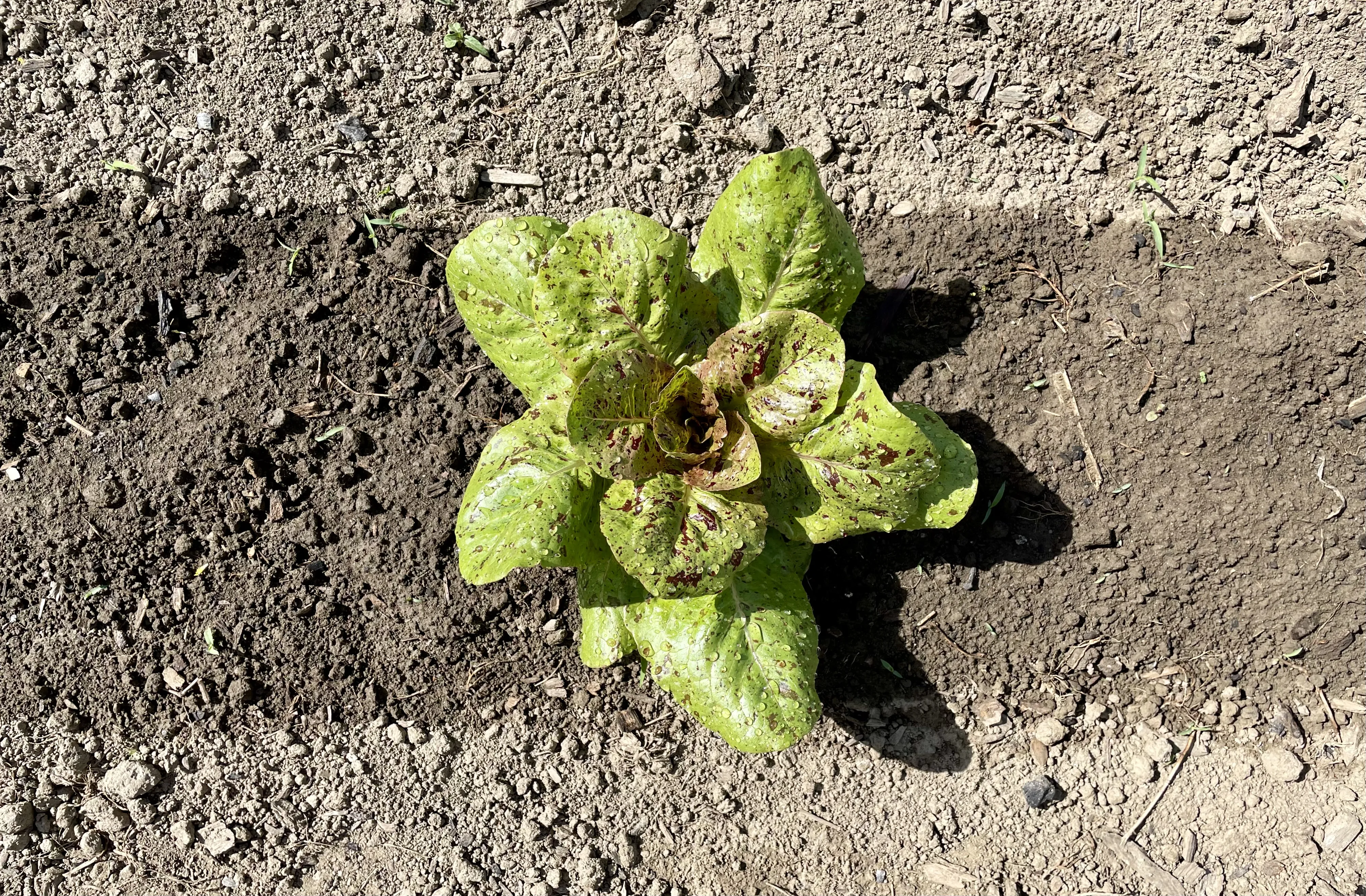 After accounting for the initial outlay as a first-time gardener, my first head of lettuce cost about $200.